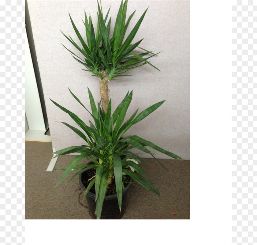 Yucca Plant Houseplant Flowerpot Grasses Arecales Tree PNG