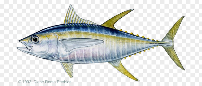 Fishing Blackfin Tuna Bigeye Yellowfin Atlantic Bluefin PNG