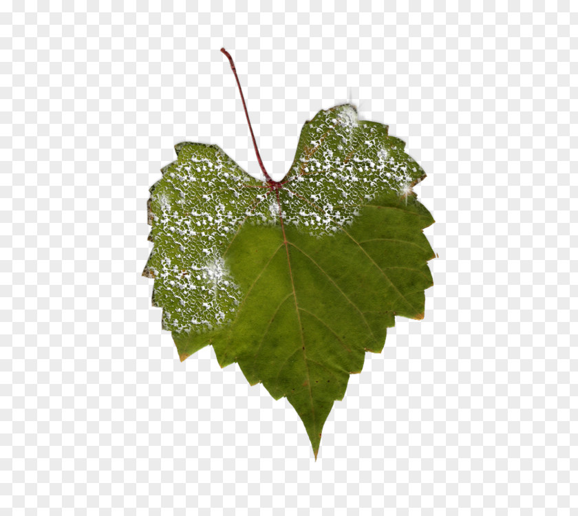 Grapevines Grape Leaves Plant Pathology Leaf PNG