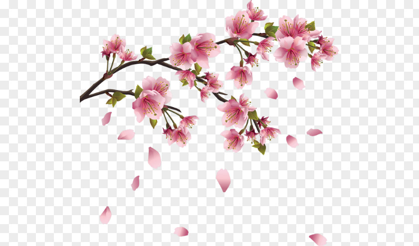 Sakura Branch Cherry Blossom Drawing PNG