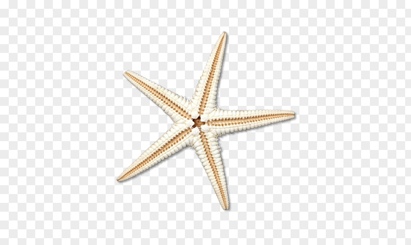 Starfish Pictures Euclidean Vector Sea PNG