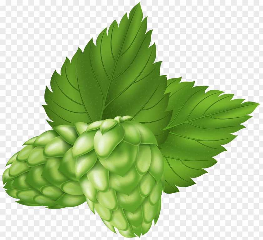 Beer Hops Clip Art Image PNG