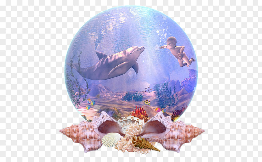 Dolphin Marine Biology Coral Reef Fish Desktop Wallpaper PNG