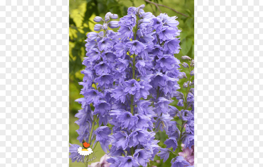 English Lavender Bellflower Violet Larkspur PNG