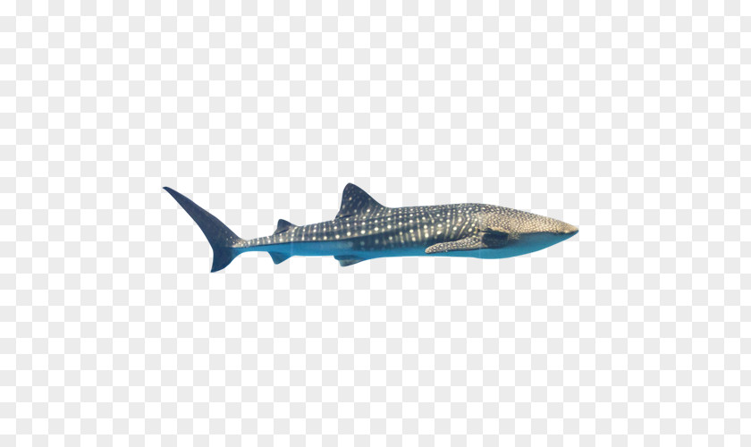 Shallow Shark Euclidean Vector PNG