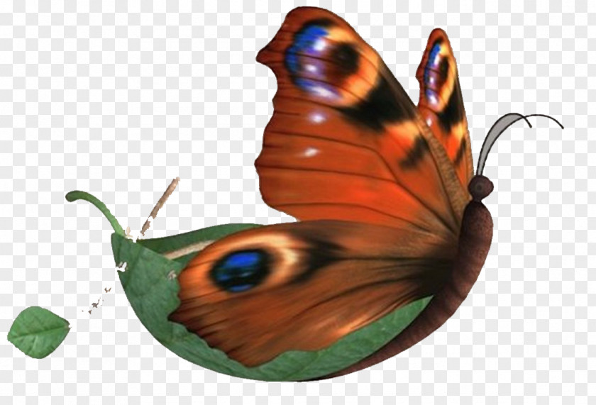 Butterfly Nymphalidae PNG