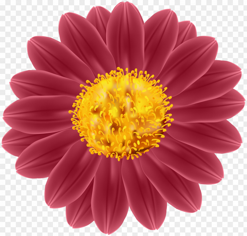 Flower Transvaal Daisy Cut Flowers Industry Clip Art PNG