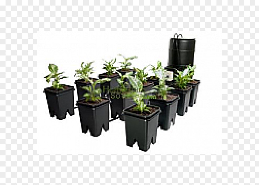 Hydroponic Ebb And Flow Hydroponics Gallon Grow Light Plant PNG
