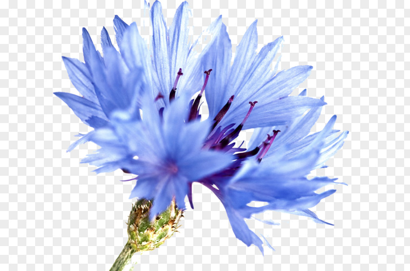 Painting Cornflower Blue Watercolor Watercolour Flowers PNG