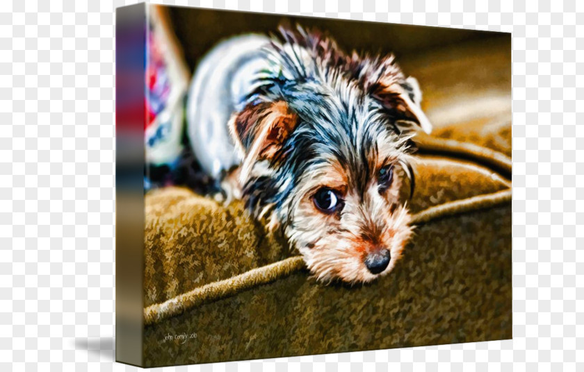 Puppy Yorkshire Terrier Morkie Dog Breed Companion PNG