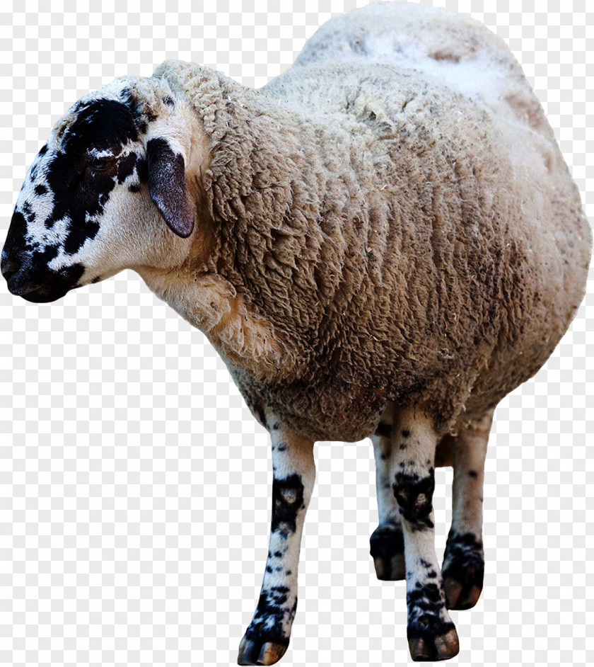 Sheep Domestic Animal Clip Art PNG
