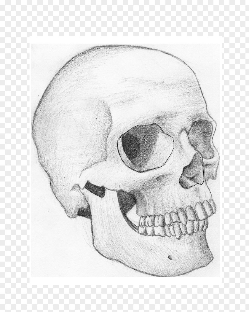 Skull Snout Jaw Mouth Sketch PNG