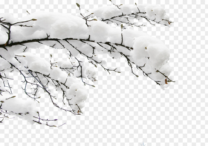 Snow Covered Border Clip Art Image Branch Daxue PNG