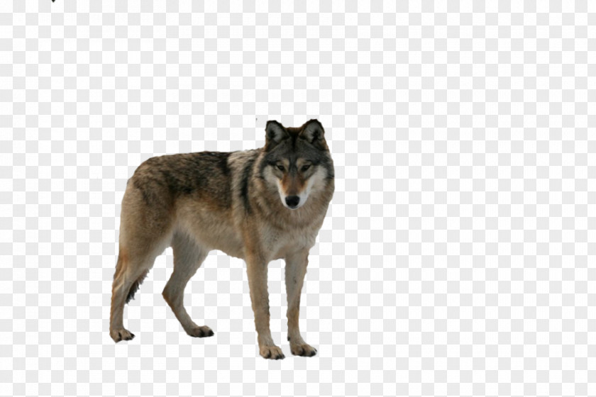 Wolf Gray Food Chain DeviantArt PNG