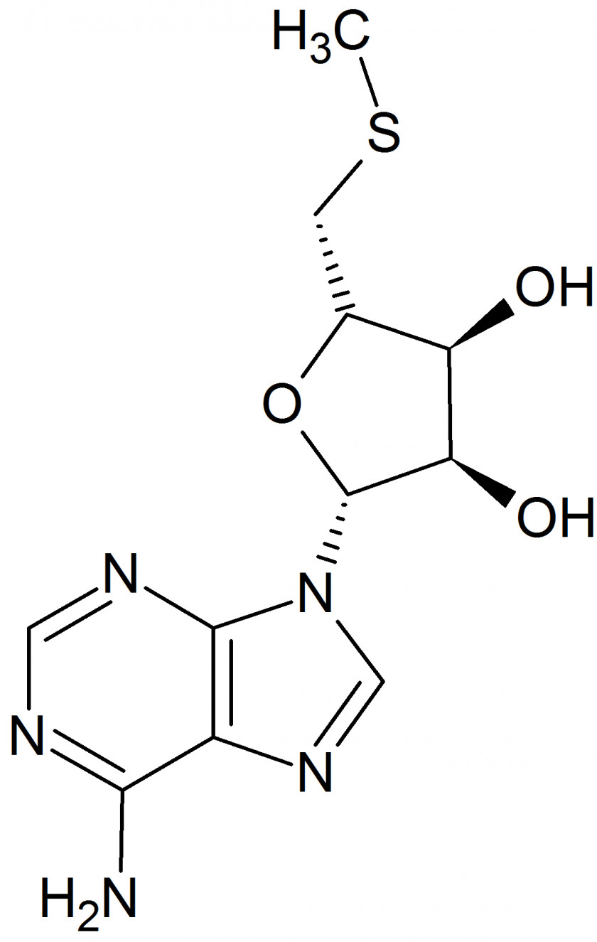 Coffee Caffeine Chemistry Theobromine Norepinephrine PNG