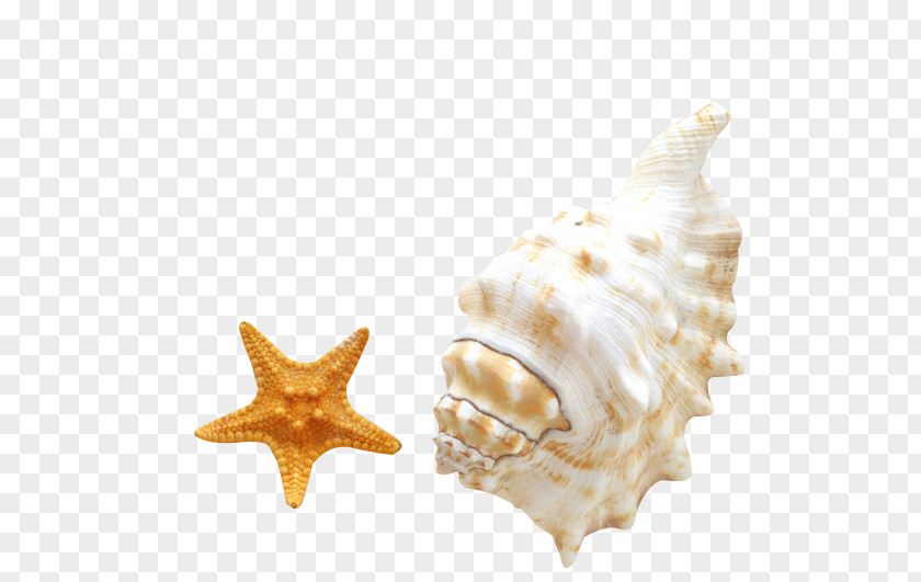 Conch Starfish HD Clips Seashell Android Beach Smartphone PNG