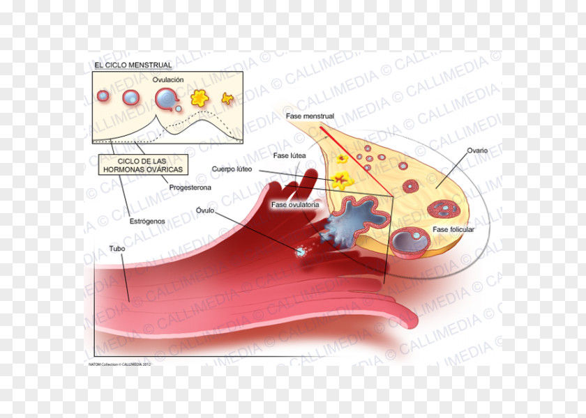 Corpus Luteum The Menstrual Cycle Menstruation Estrogen PNG