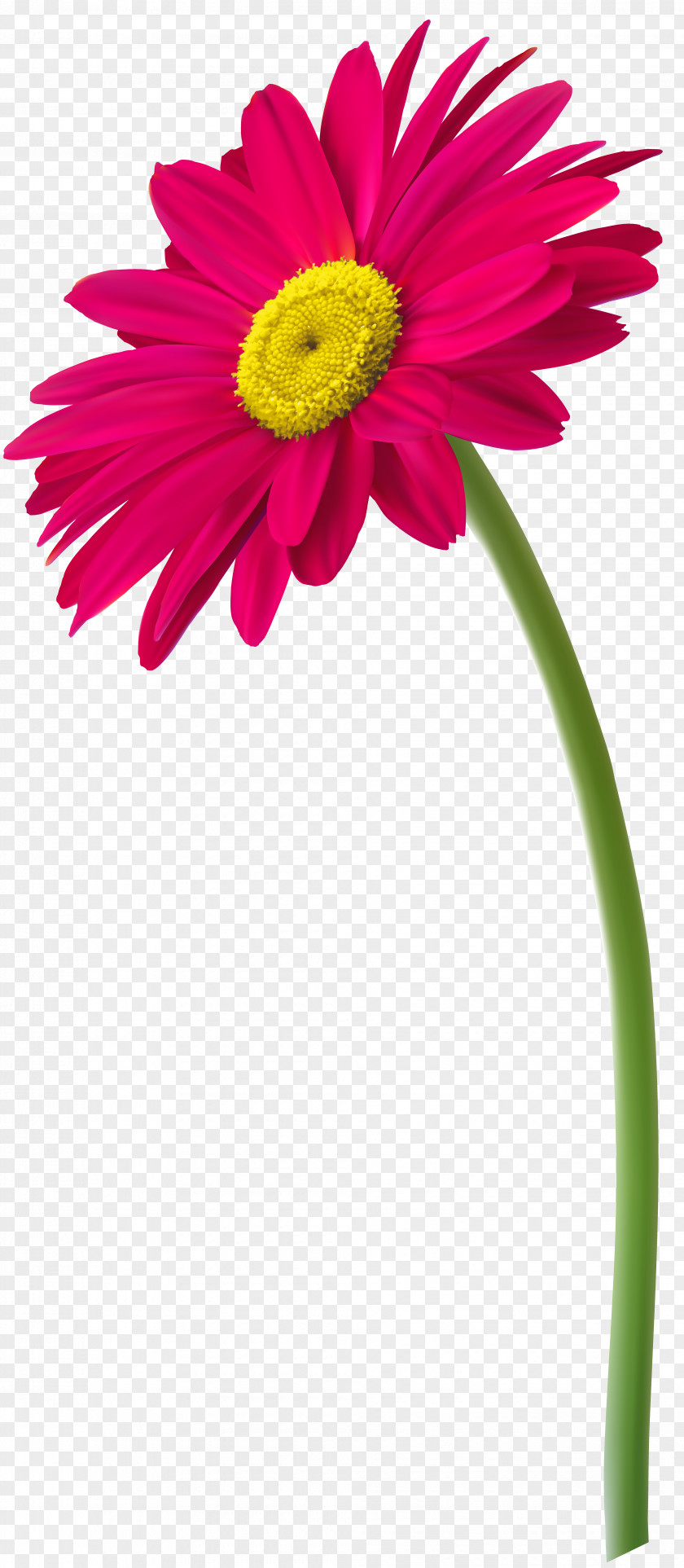 Flower Transvaal Daisy Drawing Clip Art PNG