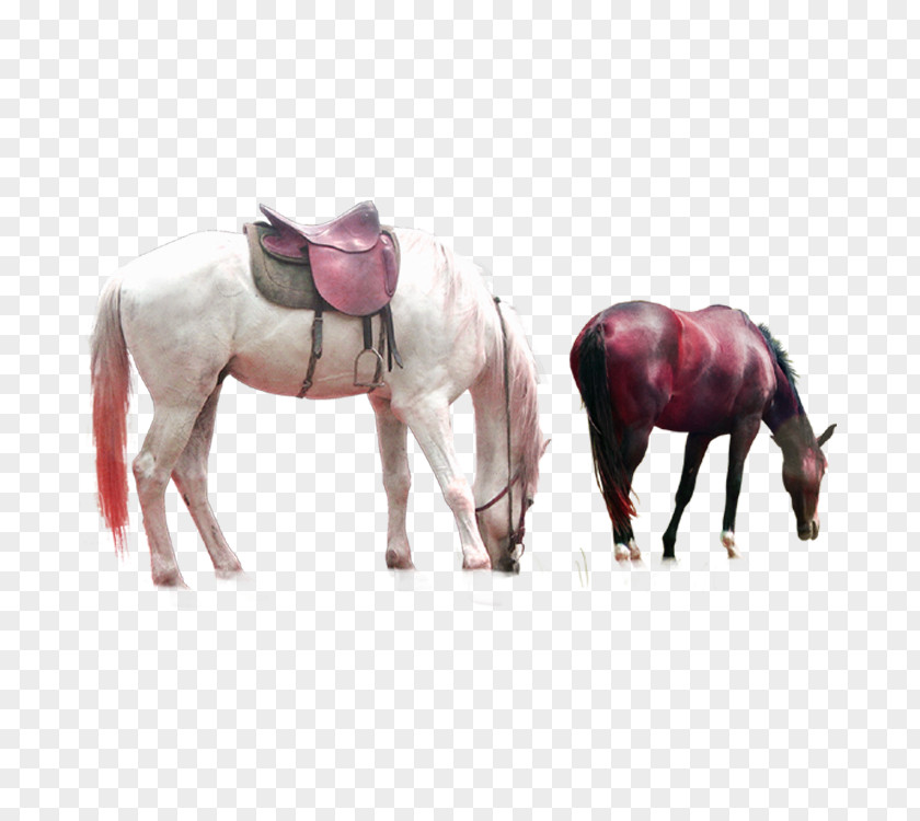 Horses Battle Of Karbala Muharram Urdu Ashura PNG