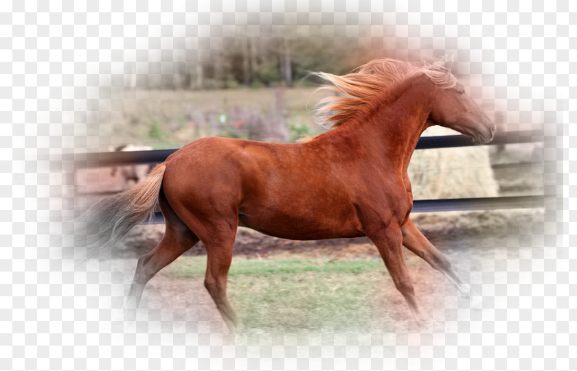 Mustang Mane Stallion Mare Pony PNG