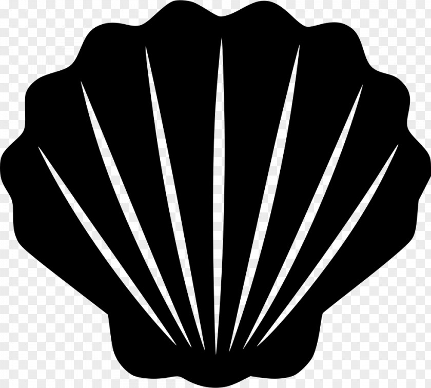 Seashell Black And White Clip Art PNG