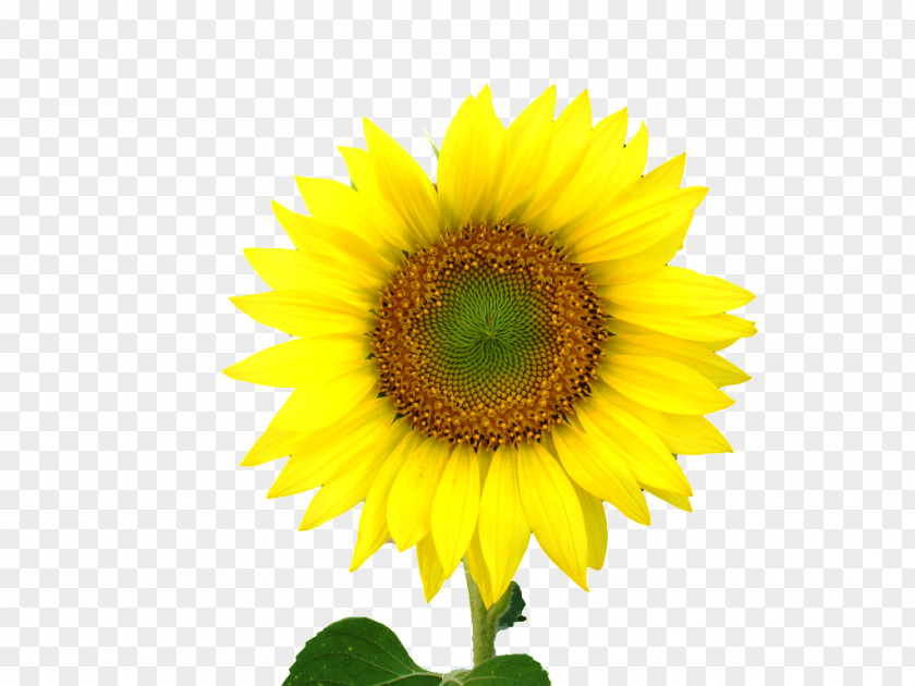 Sun Flowers Common Sunflower Seed Clip Art PNG