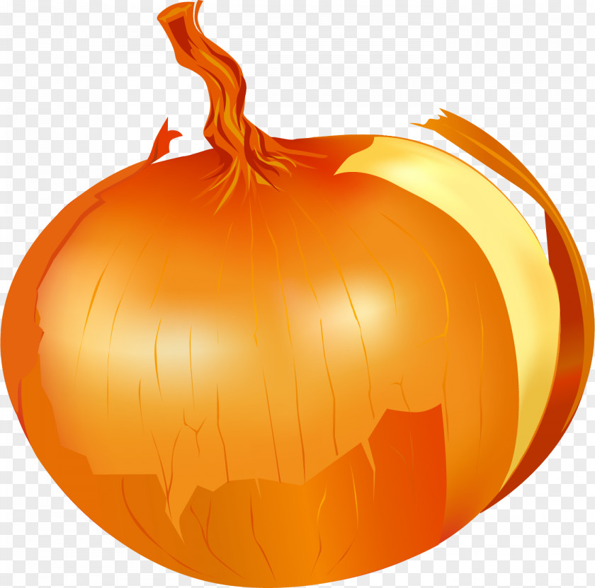 Vector Painted Onion Ring Calabaza Vegetable PNG
