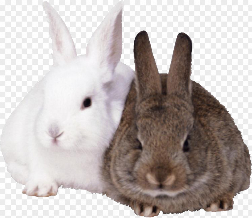 Cute Rabbit French Lop Easter Bunny European Cottontail PNG