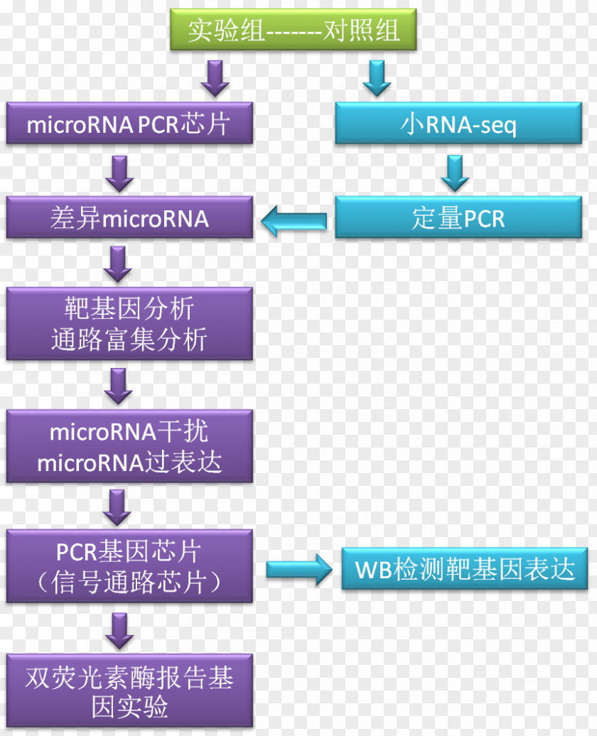 Microrna Research MicroRNA Circular RNA Science PNG