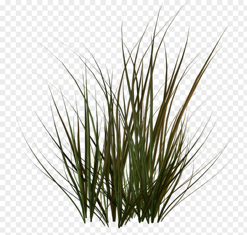 Plant Stem Grass Family Sweet PNG