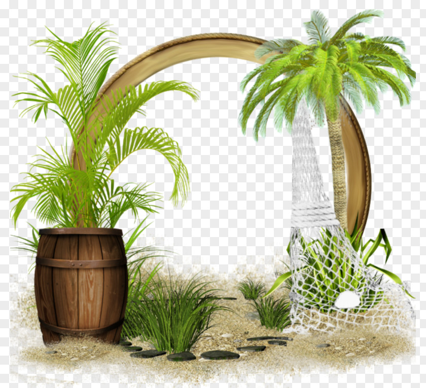 Coconut Flowerpot Summer Hit Single Houseplant PNG