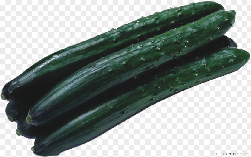 Cucumber Middle Eastern Cuisine Vegetable U30d6u30ebu30fcu30e0 Fruit PNG