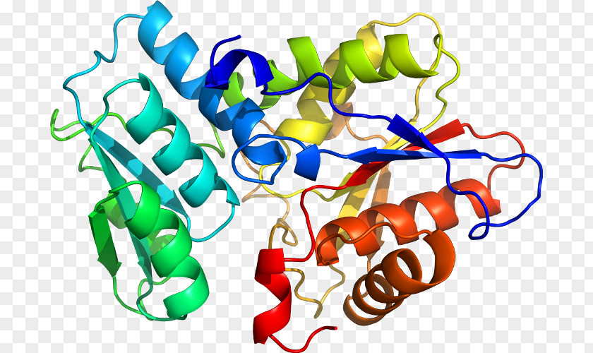Enzyme Tryptophan Synthase Urease Protein Subunit Pyridoxal Phosphate PNG