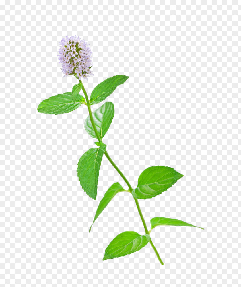 Garden Mint Chocolate,Mint Leaf,Light Pink Flowers Mentha Spicata Flower Stock Photography Water Leaf PNG