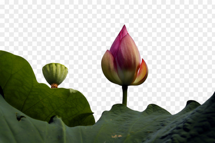 Sacred Lotus Leaf Nelumbonaceae Petal Lotus-m PNG