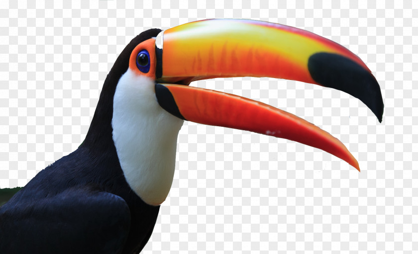 Toucan Toco Dog Bird Siamese Fighting Fish PNG