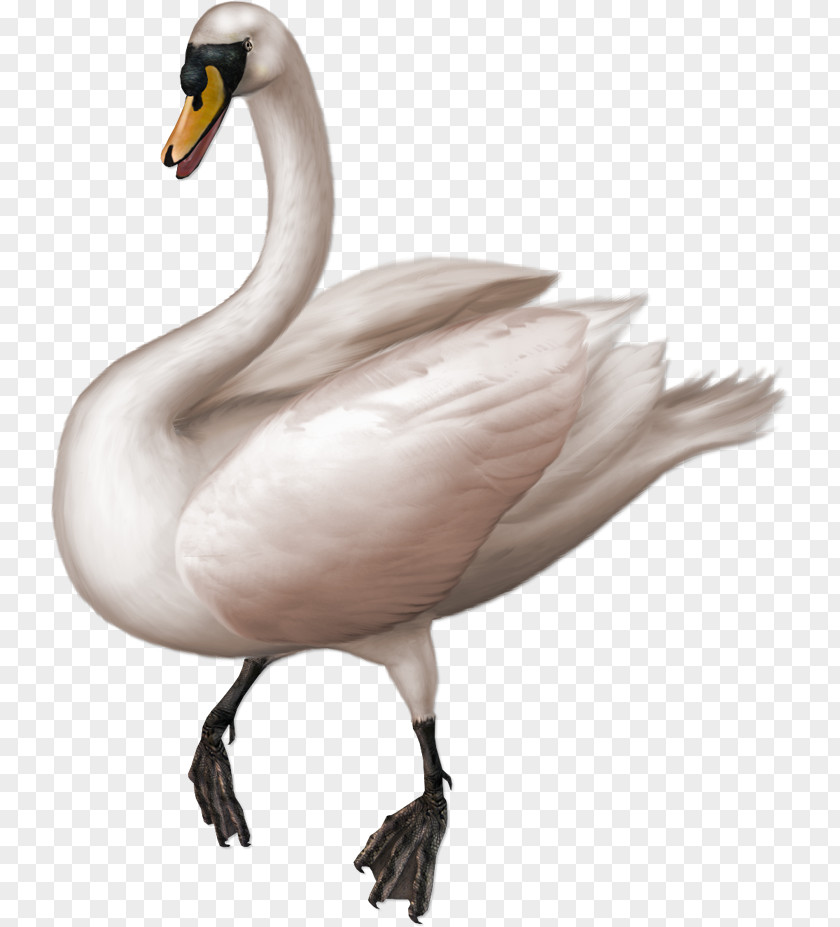 White Swan Cygnini Goose Clip Art PNG