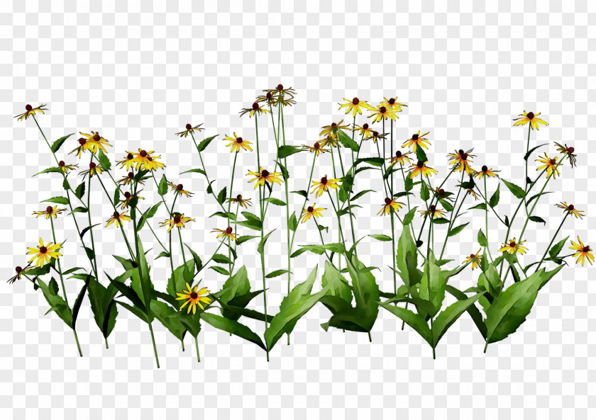 Cut Flowers Plant Stem Flowering Plants PNG