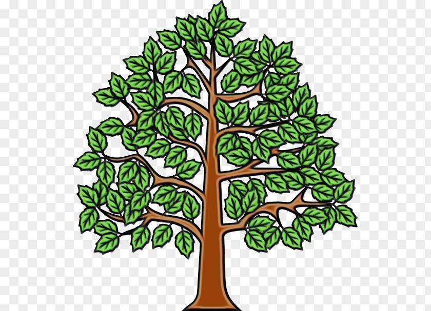 European Beech Tree Branch Wood An English Oak PNG