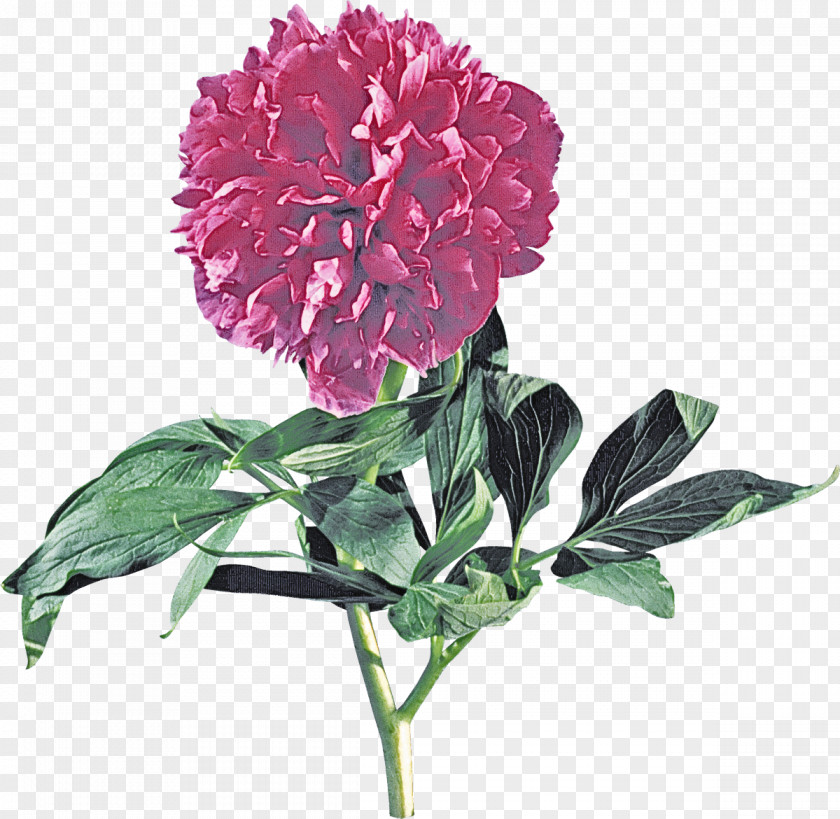 Pink Family Petal Flower Flowering Plant Common Peony PNG