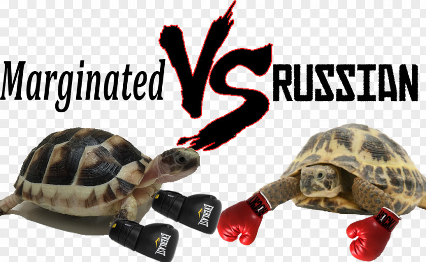 Russian Tortoise Box Turtles Marginated Hermann's PNG