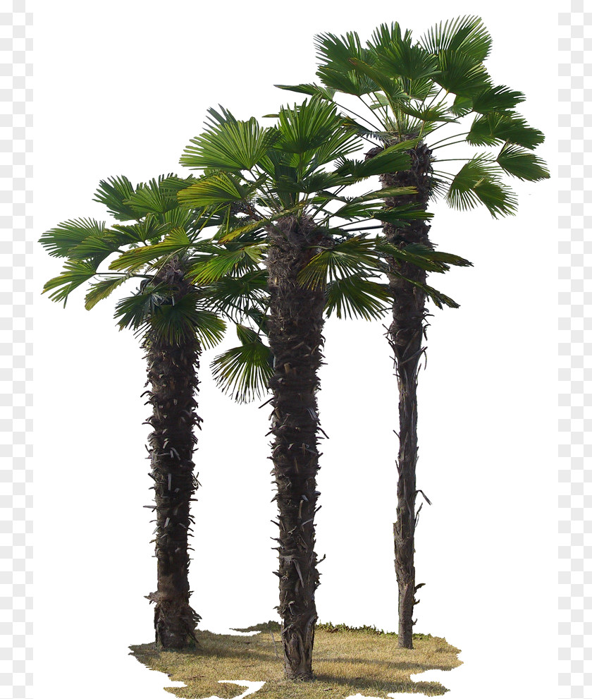Tree Asian Palmyra Palm Green PNG
