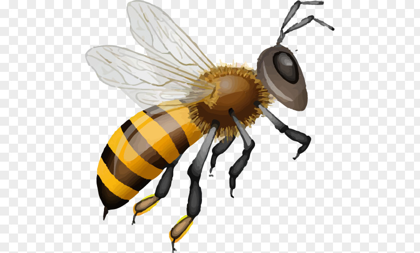 Bee Honey Muesli PNG