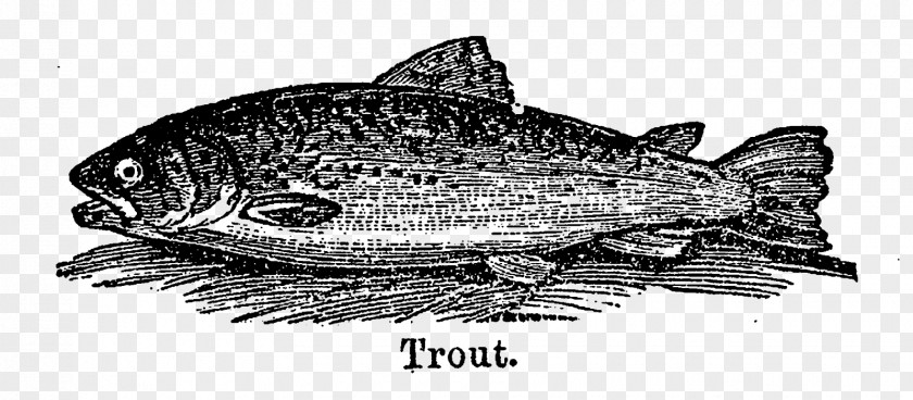 Carp Clipart Sardine Fish Products Salmon 09777 Trout PNG