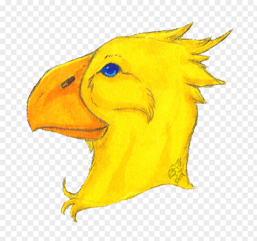 Chocobo Infographic Beak Bird Artist Illustration PNG