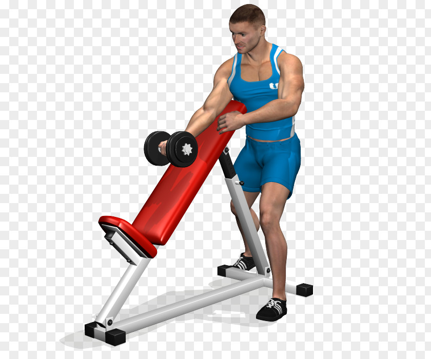 Dumbbell Biceps Curl Bench Arm PNG