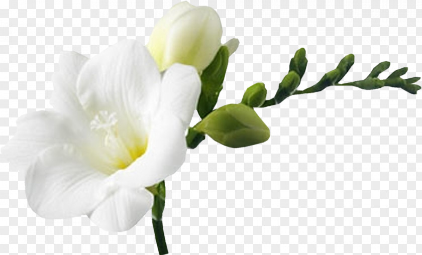 Gazania Flower Bouquet White Clip Art PNG