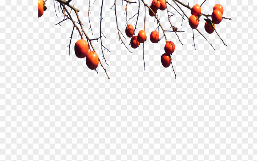 Kumquat Frame Persimmon Tree Fruit Image Branch PNG