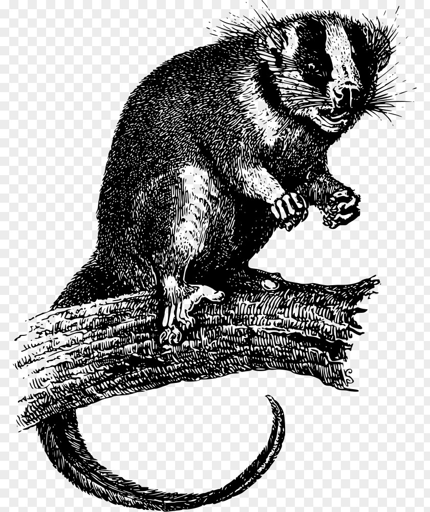 Luwak Virginia Opossum Phalangeriformes Feather-tailed Possum Clip Art PNG