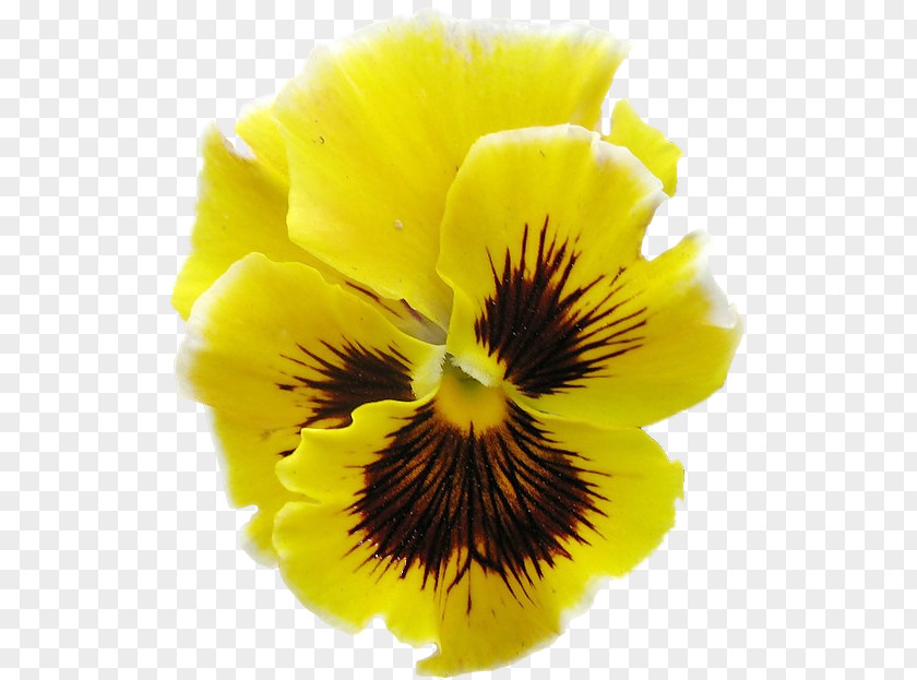 Pansy Clipping Path Clip Art PNG
